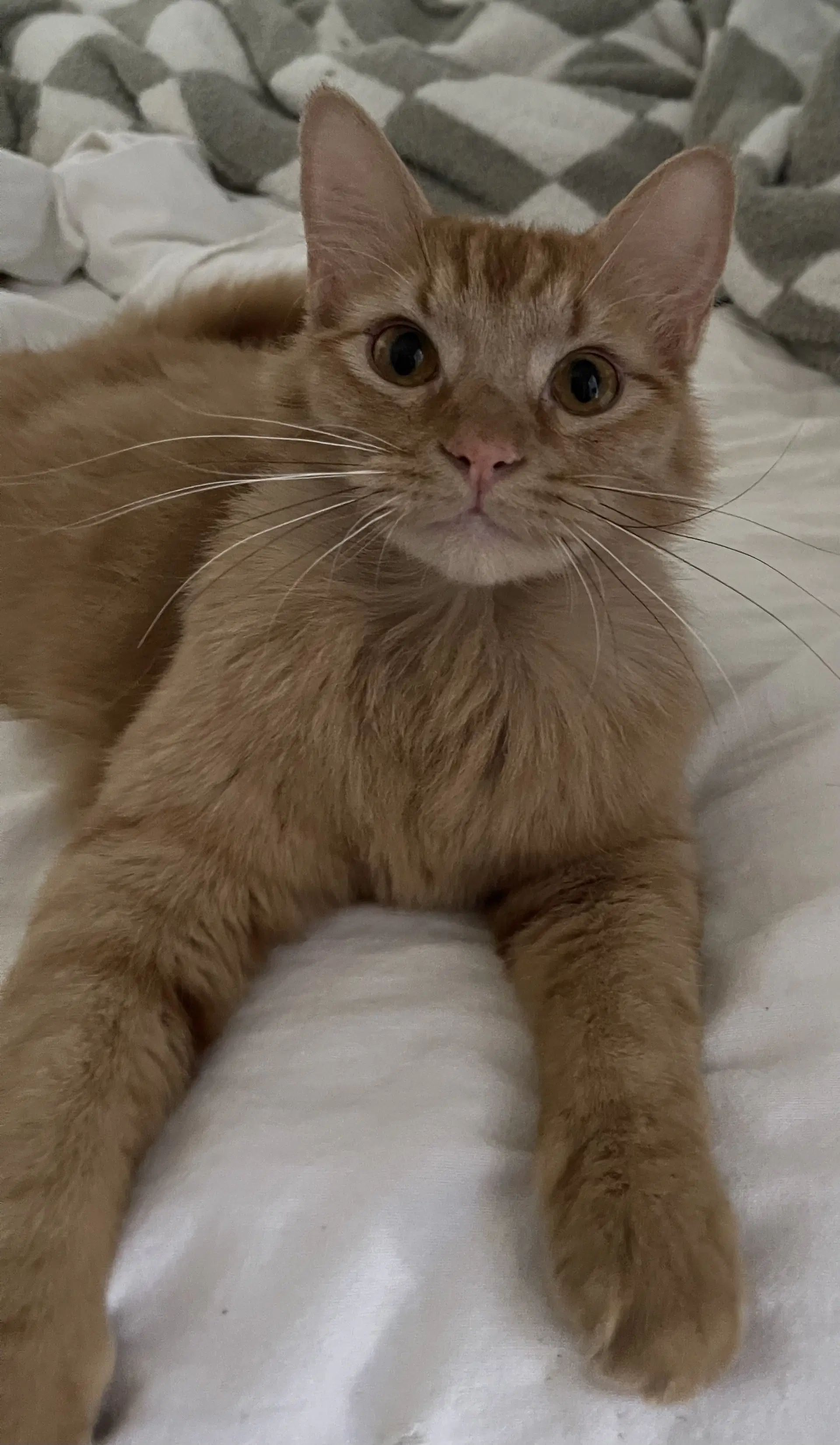 Sorbet - Domestic Medium Hair
