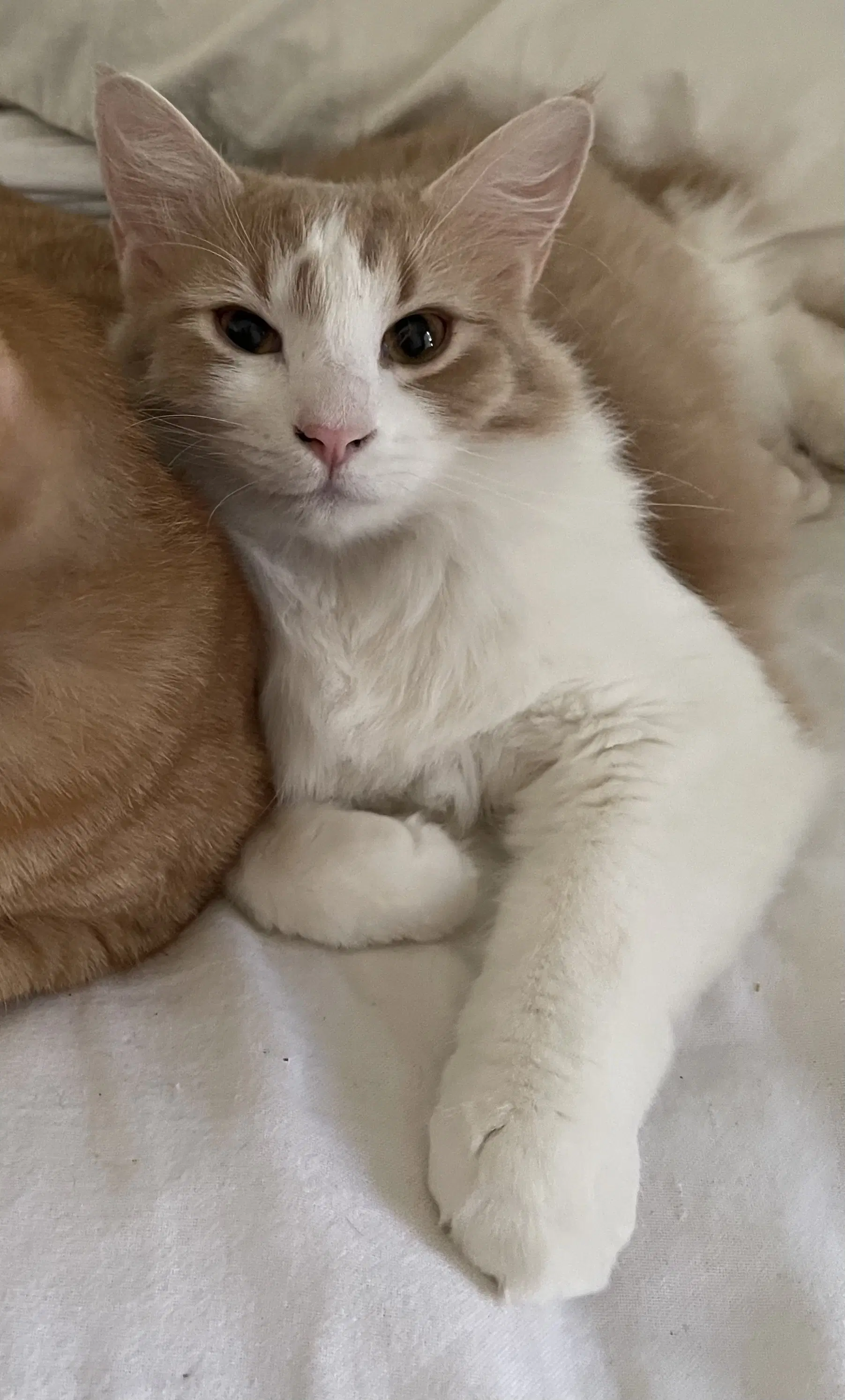 Gelato - Domestic Medium Hair