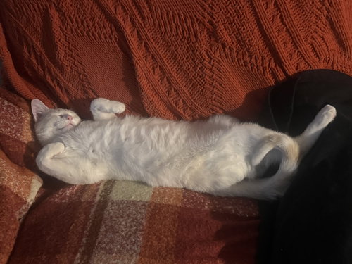 Prismo, an adoptable Siamese in Bedford, TX