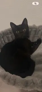 Vella - Domestic Short Hair