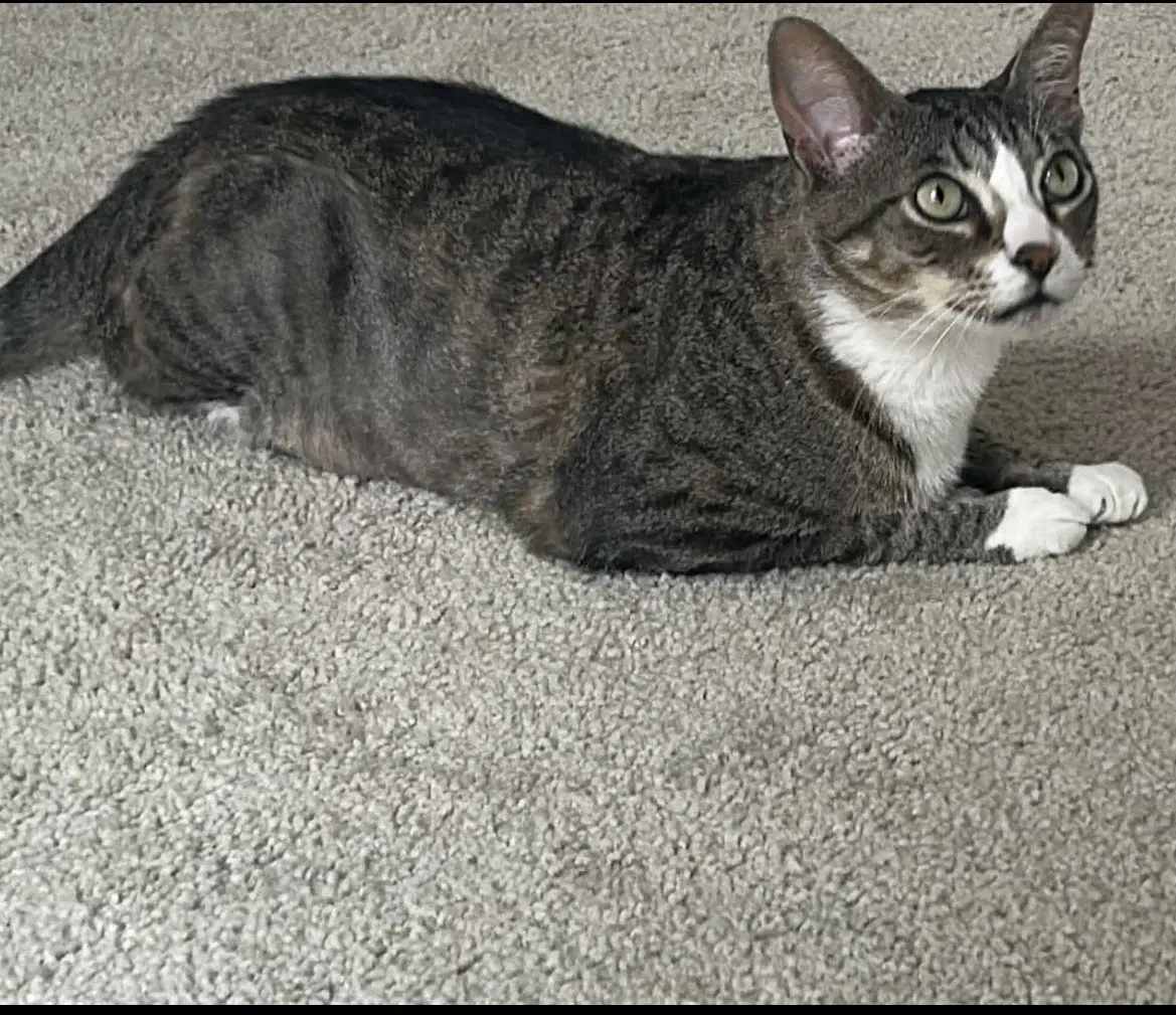 Pine Cone - Domestic Short Hair
