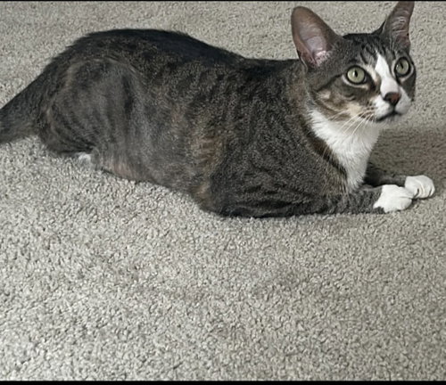 Pine Cone, Adult Domestic Short Hair (short coat), cat for adoption in Fort Worth, Texas