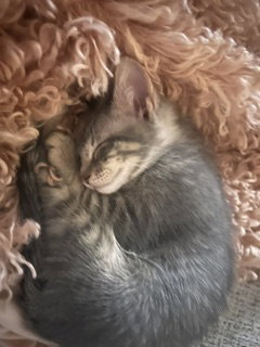 Pickles photo 2