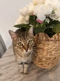 Caroline - Domestic Short Hair
