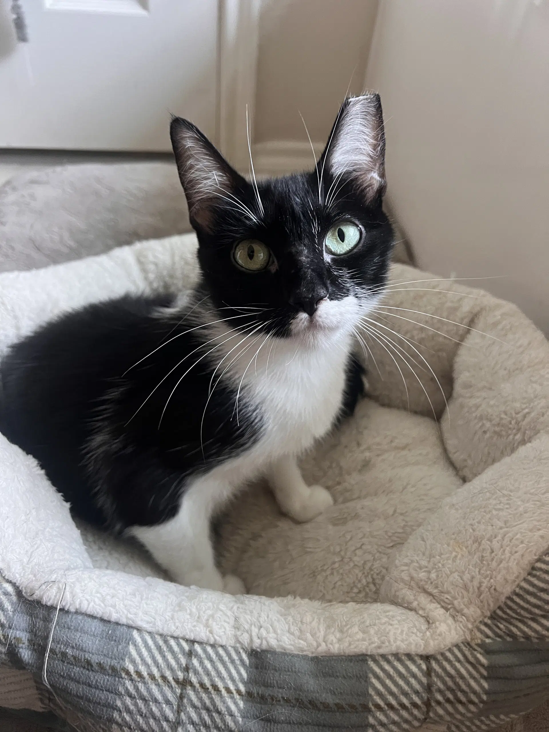 Daisy - Domestic Short Hair