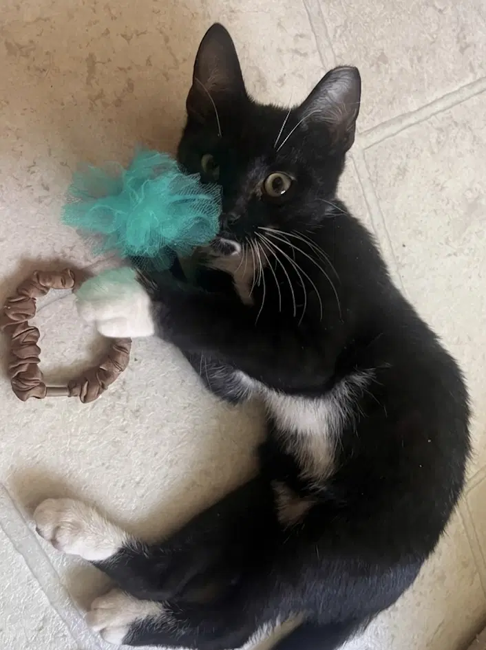 Bud - Domestic Short Hair