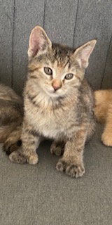 Mittens, Extra-Toes Cat (Hemingway Polydactyl)