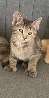 Mittens - Polydactyl