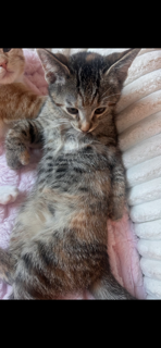 Photo 3 of Mittens