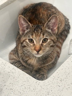 Mittens, photo 3