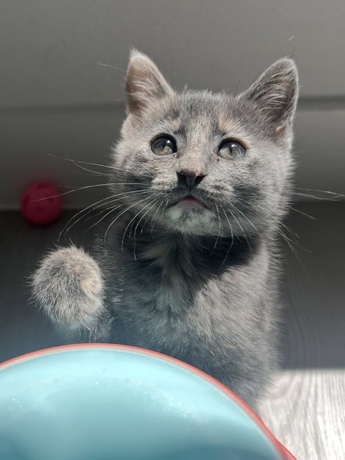 Sprinkles, a cat for adoption from DFW Purebred Cat Rescue