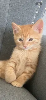Fishy - Tabby