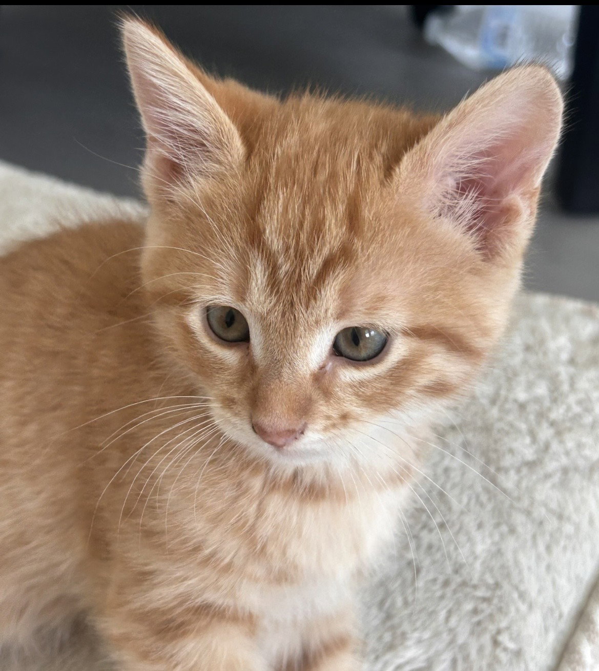 Little Poofy, Domestic Short Hair
