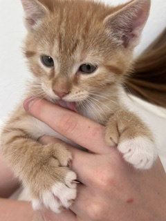 Cheese-It, Extra-Toes Cat (Hemingway Polydactyl)