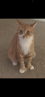 Sunshine, a cat for adoption from DFW Purebred Cat Rescue