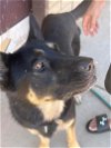 adoptable Dog in phoenix, AZ named Tyson