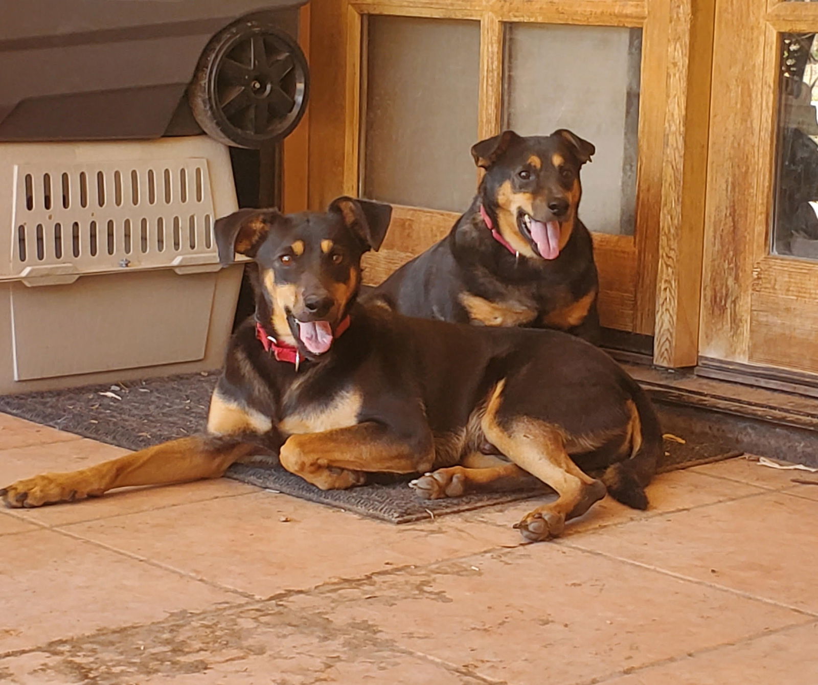 adoptable Dog in Phoenix, AZ named Iggy and Marley