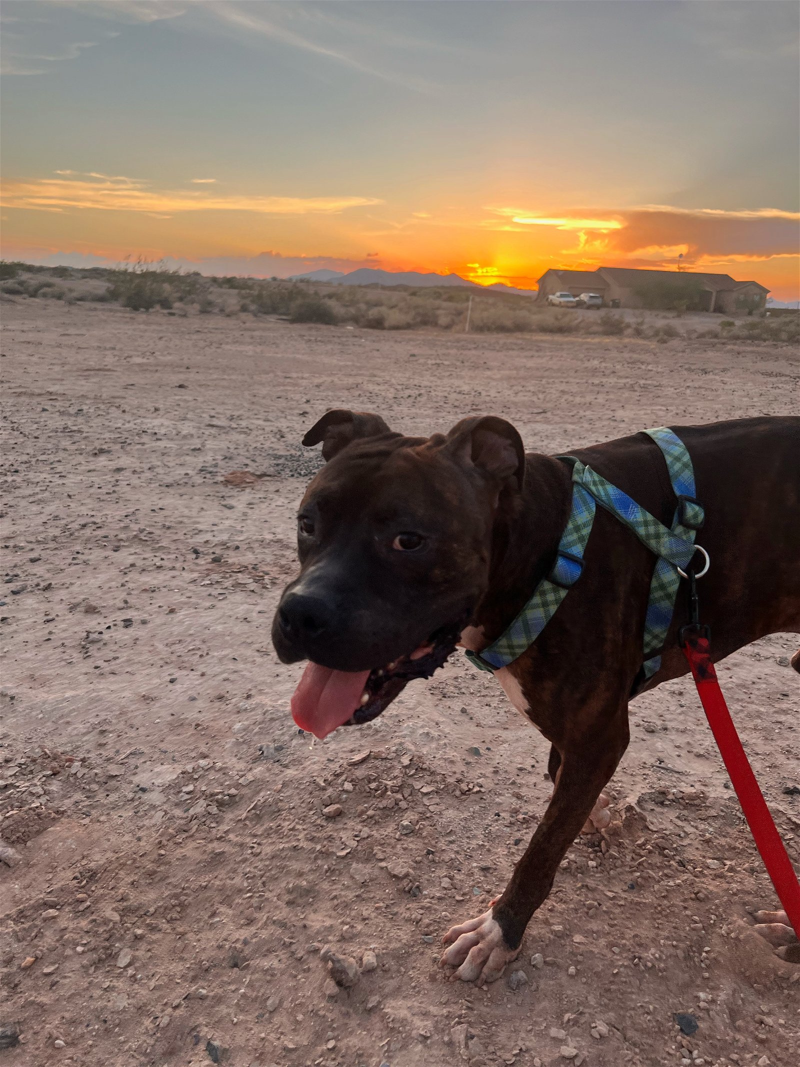 adoptable Dog in Phoenix, AZ named Chase