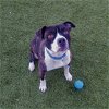adoptable Dog in phoenix, AZ named Watson