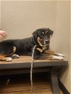 adoptable Dog in phoenix, AZ named Waylon
