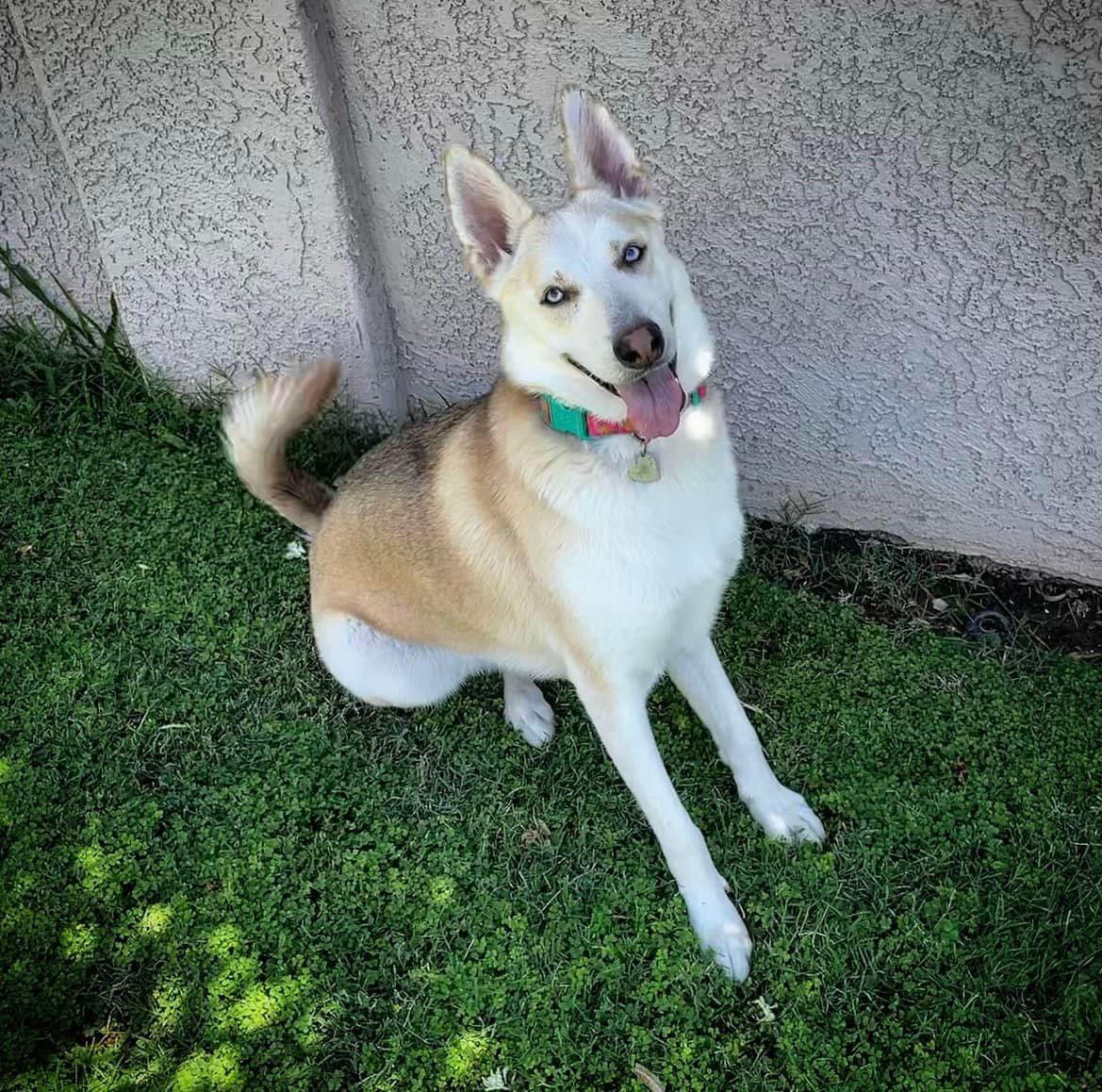 adoptable Dog in Phoenix, AZ named Kiwi