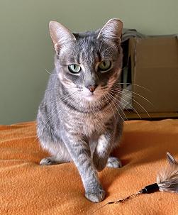 adoptable Cat in San Francisco, CA named Ashley