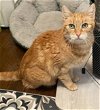 adoptable Cat in  named Ginger