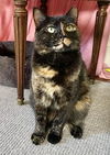 adoptable Cat in  named Freda