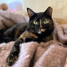 adoptable Cat in San Francisco, CA named Freda