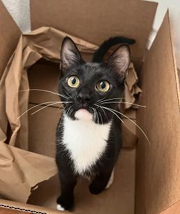 adoptable Cat in San Francisco, CA named Lenny