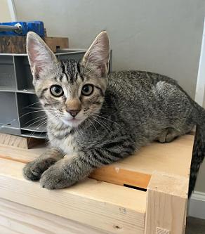 adoptable Cat in San Francisco, CA named Magic