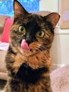 adoptable Cat in  named Holly