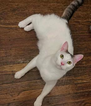 adoptable Cat in San Francisco, CA named Louie