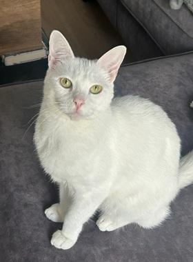 picture of the cat needing adoption