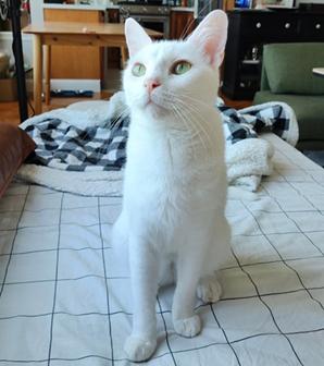 adoptable Cat in San Francisco, CA named Aspen