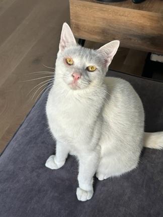picture of the cat needing adoption