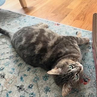 picture of the cat needing adoption