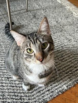 picture of the cat needing adoption