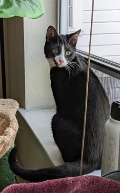 picture of the cat needing adoption