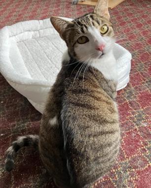 picture of the cat needing adoption