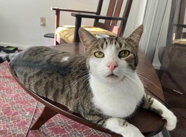picture of the cat needing adoption