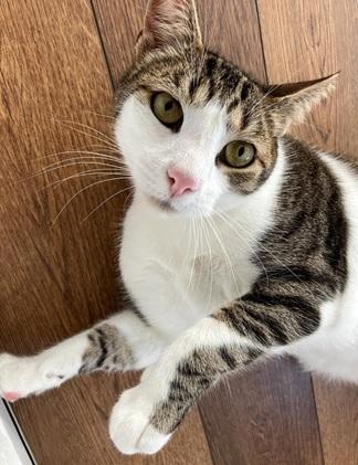 MARSHALL - Domestic Short Hair / Tabby available for adoption