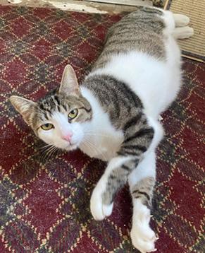 MARSHALL - Domestic Short Hair / Tabby for adoption in San Francisco