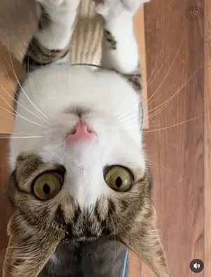 Marshall - Domestic Short Hair
