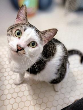 picture of the cat needing adoption