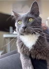 adoptable Cat in  named Lucky