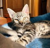adoptable Cat in  named Milo