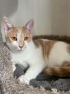 adoptable Cat in  named Max