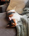 adoptable Cat in  named Freya