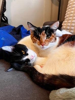 adoptable Cat in San Francisco, CA named Loki